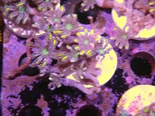 Gold papaya frags for sale  CLACTON-ON-SEA