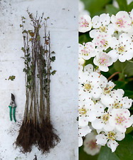 Hawthorn hedging seedlings for sale  YORK