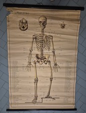 Scheletro umano poster usato  Bari