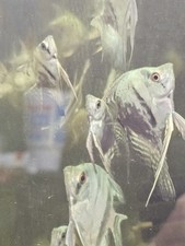 Blue stripped philippine for sale  Berryton