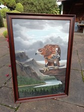 Falconry redtail hawk for sale  BRIDGWATER