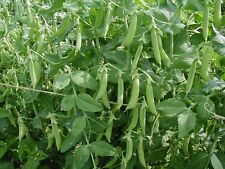 pea seeds for sale pea seeds for sale SALISBURY