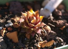 Sempervivum hauswurz züchters gebraucht kaufen  Aldersbach