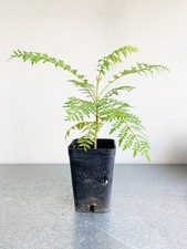 Jacaranda tree starter for sale  Los Angeles