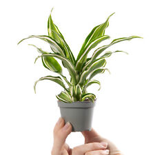 Baby dragon tree for sale  UK