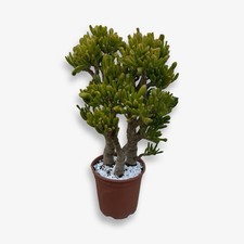 Pianta grassa crassula usato  Milazzo