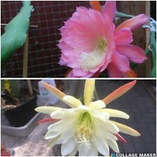 Epiphyllum samen saatgut gebraucht kaufen  Osterwieck