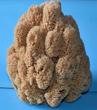 Coquillages d'occasion Coquillages d'occasion Agde