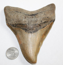 megalodon shark for sale megalodon shark for sale Wilmington