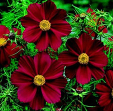 Usado, 1 pacote com 200 sementes cosmos vermelhas escuras Cosmos Bipinnatus Calliopsis semente flor de jardim comprar usado  Enviando para Brazil