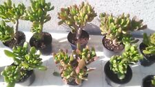 Crassula ovata hobbit usato  Baronissi