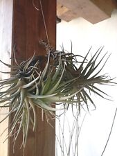 Tillandsia pianta aerea usato  Lamezia Terme