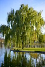 Salix babylonica salice usato  Napoli