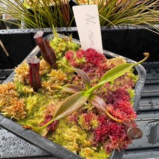 Nepenthes izumiae villosa for sale  Blairsville