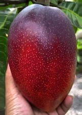 Grafted dwarf miyazaki for sale  Key West
