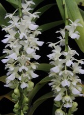 Orchid Orchidee Orquídea Aerides falcata var. alba, super fragrant, używany na sprzedaż  PL