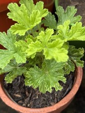 Pelargonium lemon scented for sale  SOUTHPORT