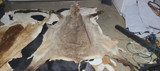 Waterbuck african cape for sale  Smyrna