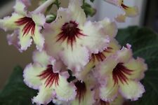 Streptocarpus horus for sale  MAIDENHEAD
