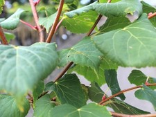Winter linde tilia gebraucht kaufen Winter linde tilia gebraucht kaufen  Uplengen