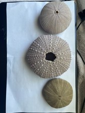 sea urchin shells for sale sea urchin shells for sale Temecula