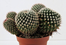 Mammillaria cactus plants for sale  AYR