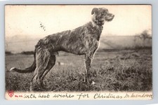 Animals dog. irish for sale  UK