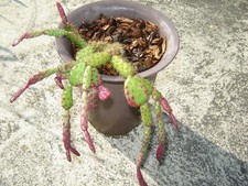 Large schlumbergera opuntioide for sale  San Jose