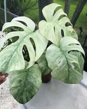 80001794 monstera adansonii gebraucht kaufen  Reutlingen