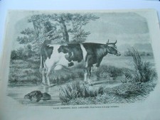 Gravure 1858 - Vache Bretonne Race Améliorée comprar usado  Enviando para Brazil