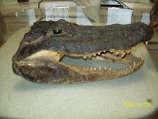 Large alligator head for sale  Milford