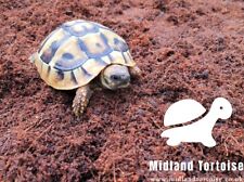 Tortoise substrate bedding for sale  WOLVERHAMPTON