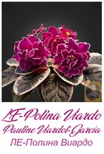 African violet polina gebraucht kaufen  Wasserliesch