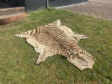real zebra skin for sale real zebra skin for sale EXETER