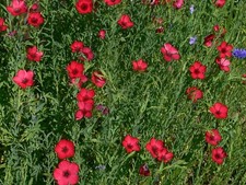 Lin annuel rouge d'occasion  Luzech