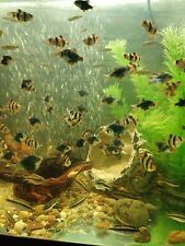 Live fish bundle for sale  DURHAM