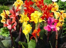 Semi canna indica usato  Francavilla di Sicilia