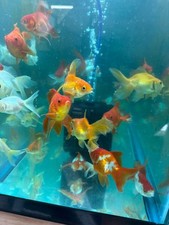 Red white ryukin for sale  Haslet