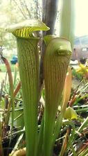 Predatory plants sarrcenia for sale  Gulfport