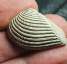 Crassatella sulcata eocene d'occasion  Expédié en Belgium
