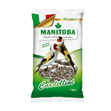 Manitoba cardellino usato  Marano di Napoli