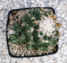 coryphantha usato coryphantha usato Vanzaghello