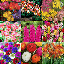 Flowers bulbs mixed for sale  MELTON MOWBRAY