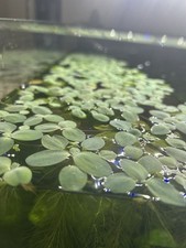 Dwarf water lettuce for sale  WEST BYFLEET