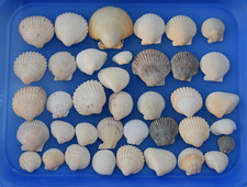 cockle shells for sale cockle shells for sale EVESHAM