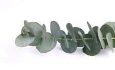 Samen eukalyptus eucalyptus gebraucht kaufen  Eisingen