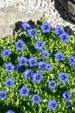 Gentiana dahurica enzian gebraucht kaufen  Westerstede