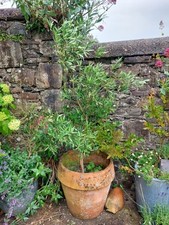 Olive tree large for sale  TORRINGTON