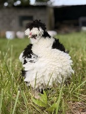 Silkie fertile hatching for sale  Piney Flats