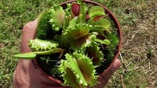 Venus flytrap zipp for sale  BROMSGROVE